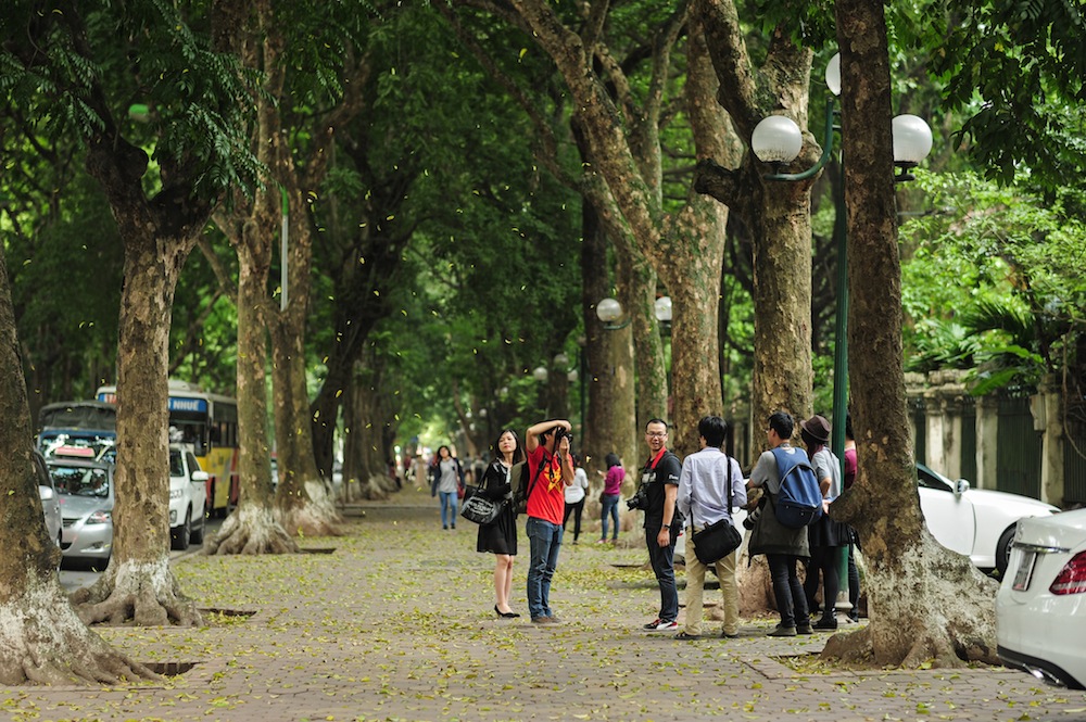 Hanoi beauty in leaf falling season